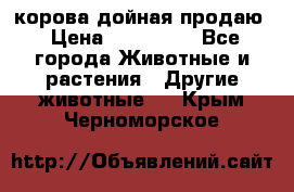 корова дойная продаю › Цена ­ 100 000 - Все города Животные и растения » Другие животные   . Крым,Черноморское